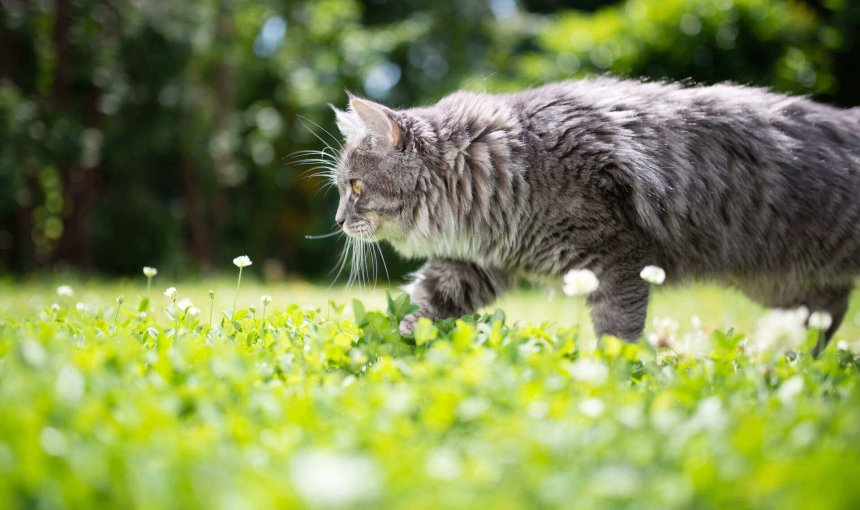 chat gris se promenant dans un jardin au soleil