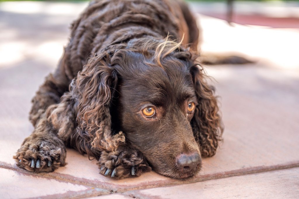 chien d'eau américain couché sur une dalle