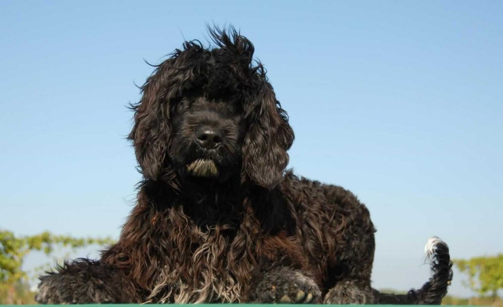 chien d'eau portugais étendu au sol