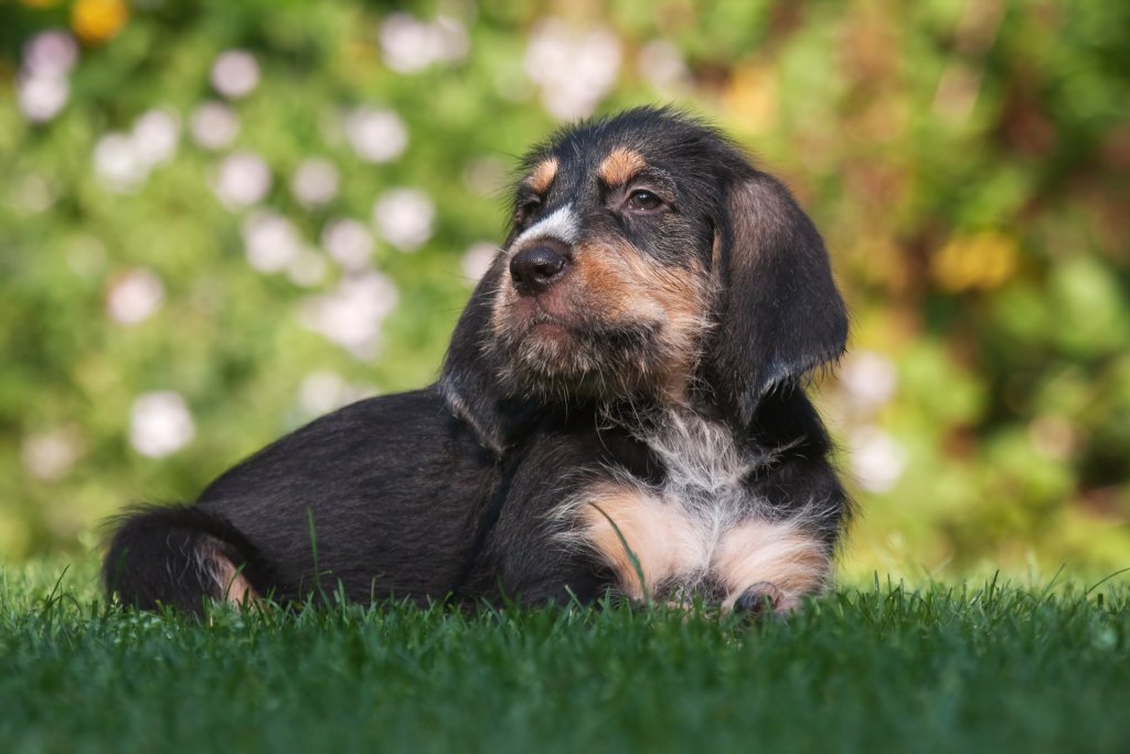 chien à loutre assis dans un jardin