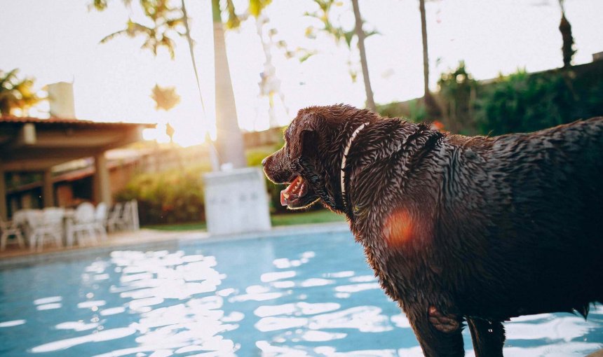 chien d'eau mouillé debout au bord d'une piscine