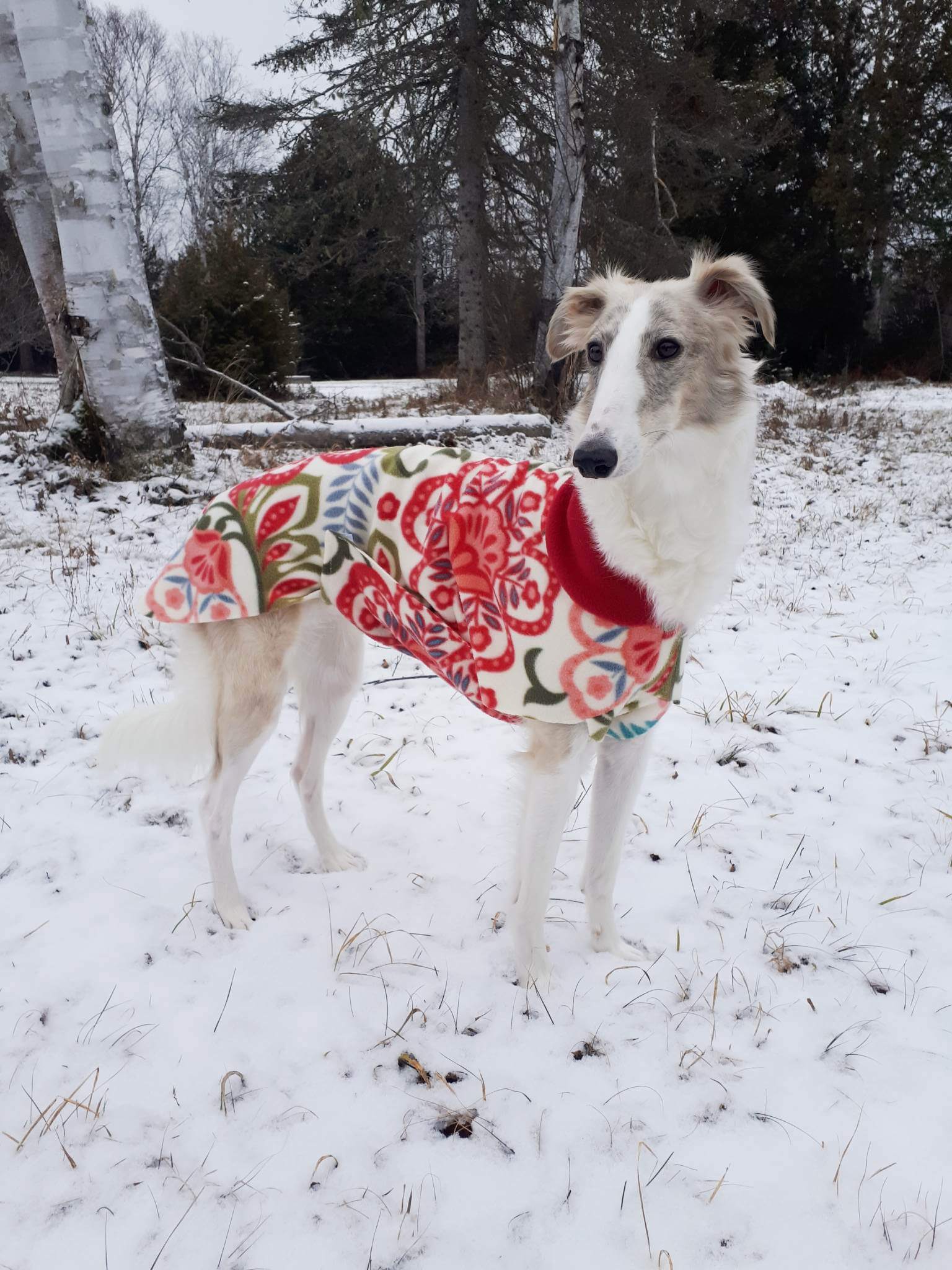 chien blanc portant une veste tricotée debout dans un jardin enneigé