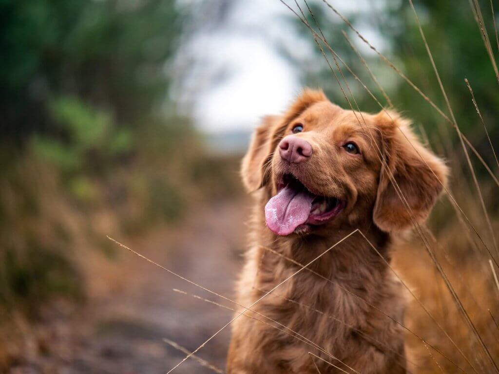 Brun hund med tungan som hänger ut, ute i naturen