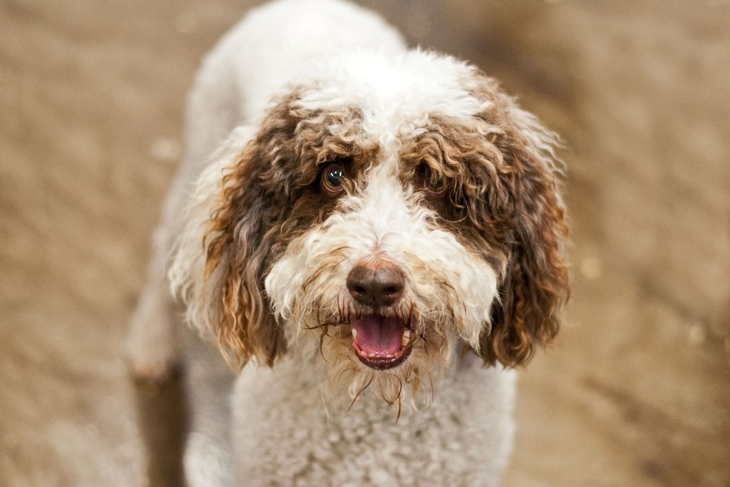 chien épagneul d'eau irlandais debout