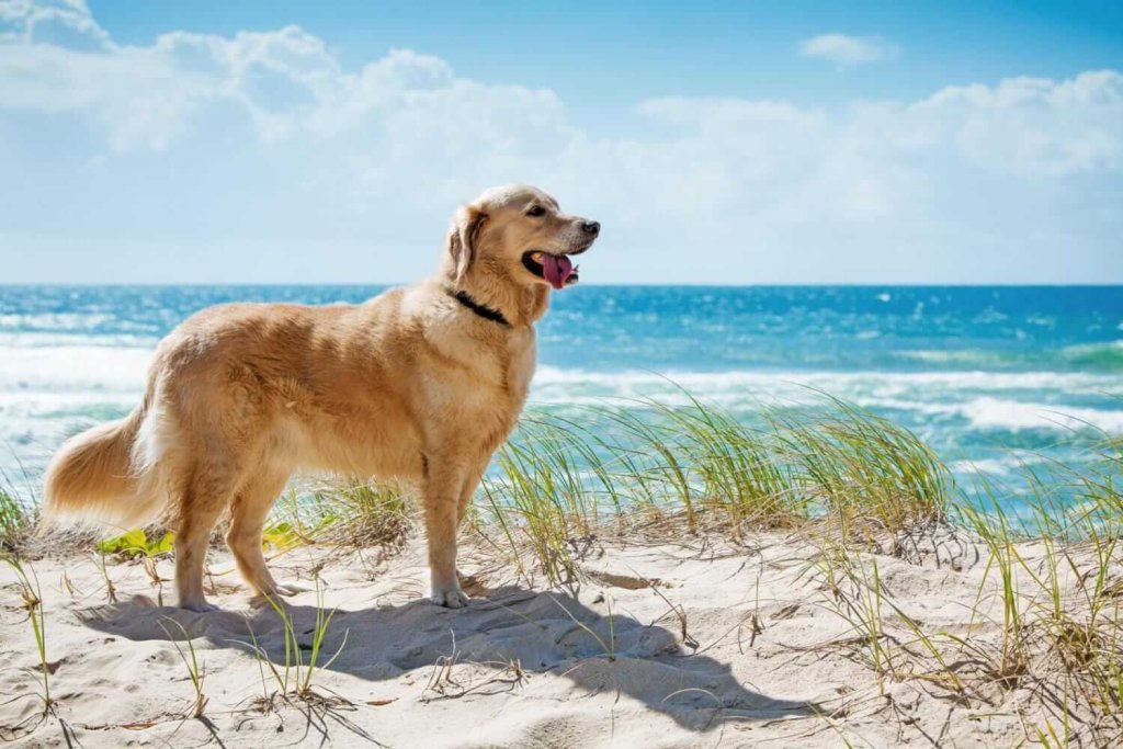 chien golden retriever debout au bord de l'eau sur la plage