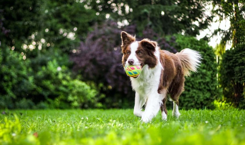 un cane corre su un prato tenendo una pallina in bocca