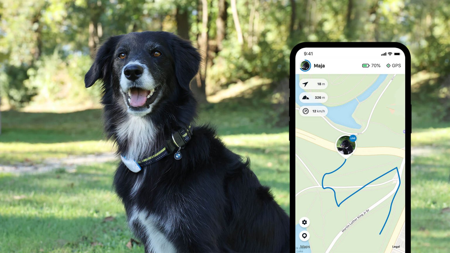 Schwarz-weißer Hund mit Tractive GPS Tracker am Halsband sitzt im Wald, Handy Display mit geöffneter Tractive GPS App im Vordergrund