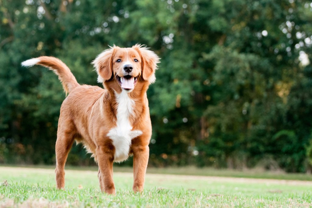 retriever de la nouvelle écosse debout dans un jardin