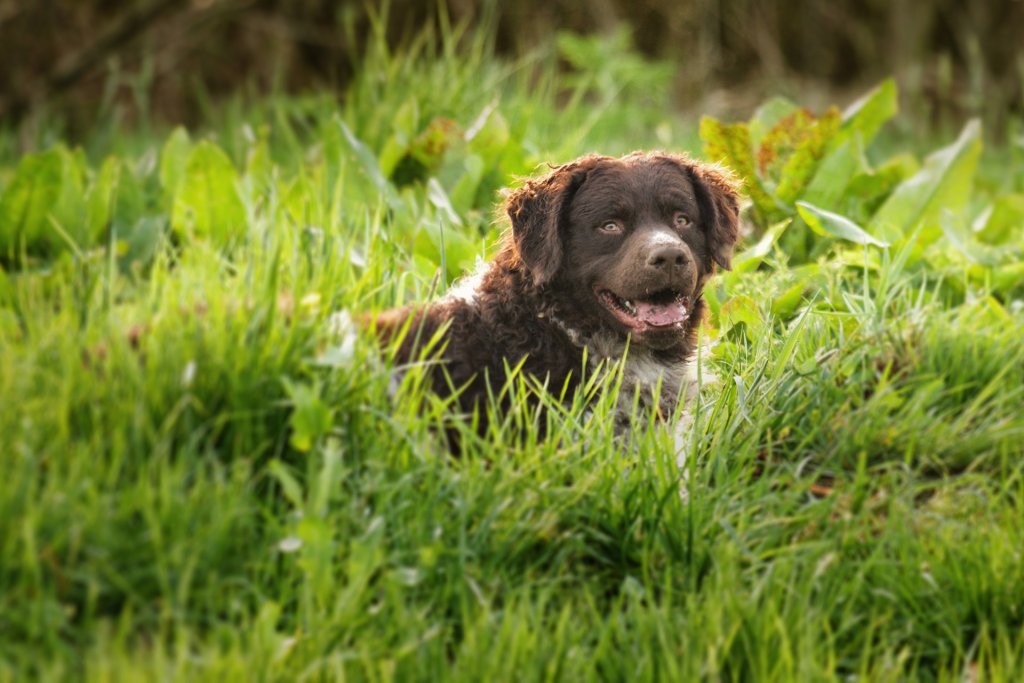 Retriever à poil bouclé dans un champ