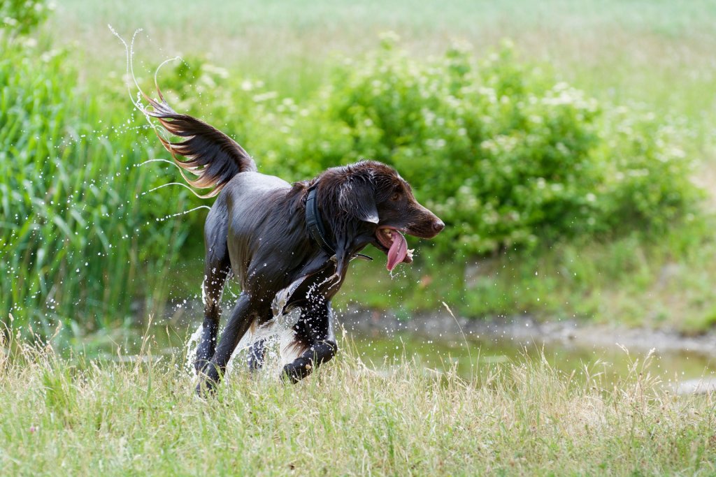 chien retriever à poil plat qui sort de l'eau