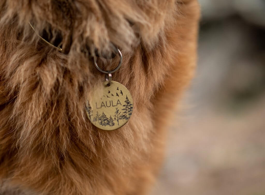 Primer plano de la medalla de un perro con su nombre