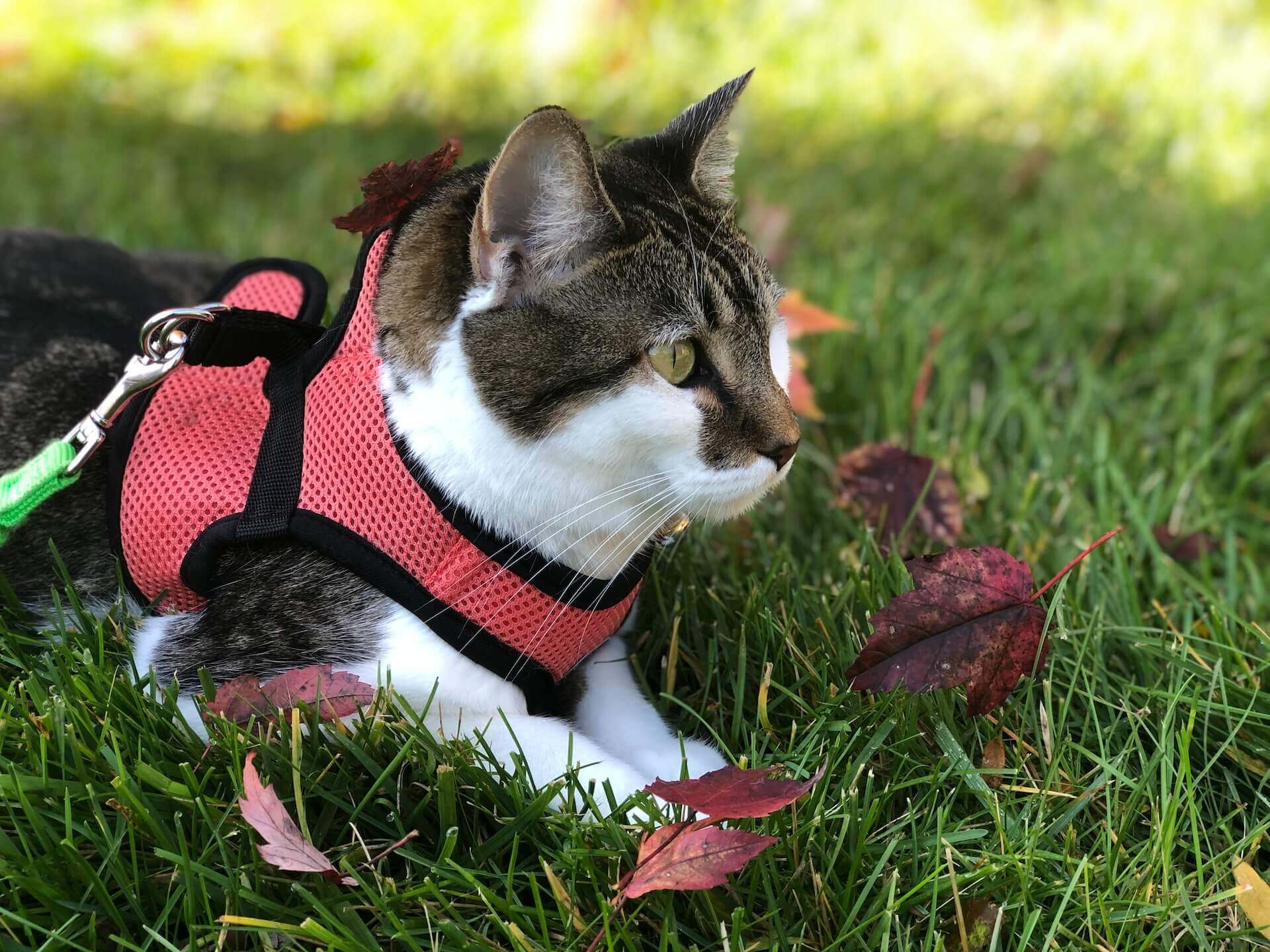 A cat wearing a pink harness