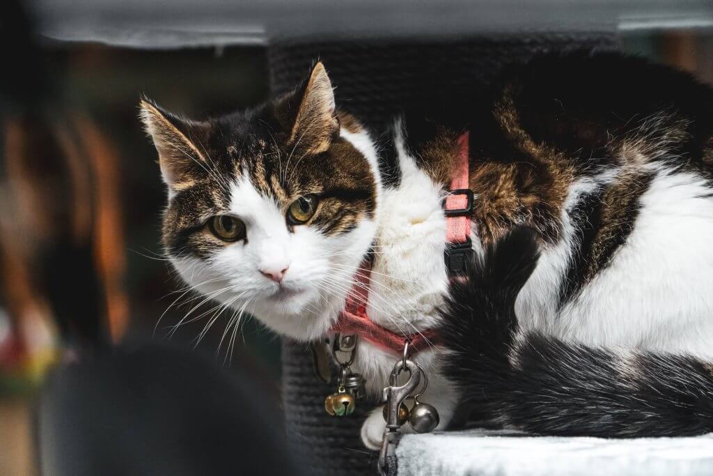 Brun och vit katt med rosa sele och koppel