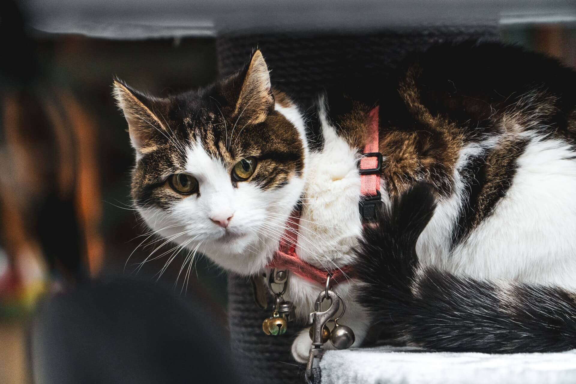 A cat wearing a harness and collar sitting by a scratching post