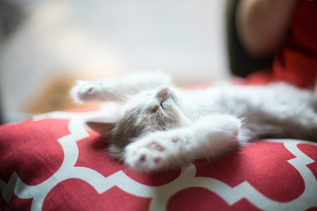 un gattino dorme a pancia in su