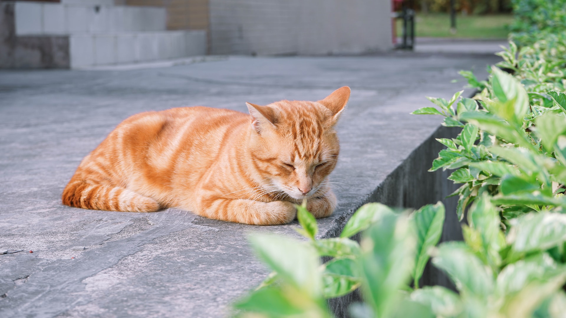 A cat sleeping next to plants