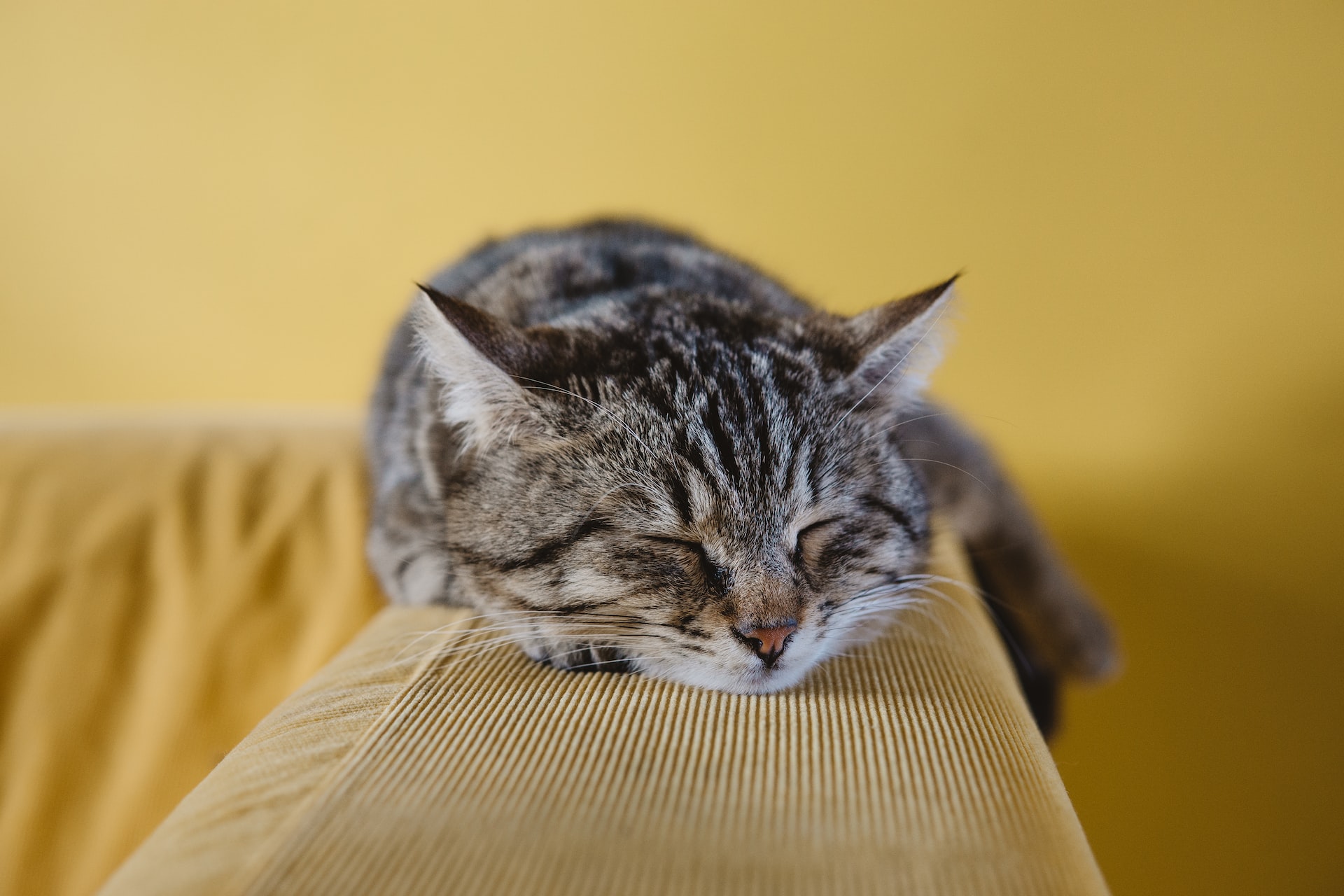 A cat sleeping on a couch arm