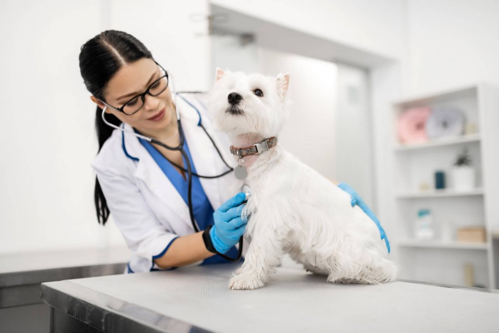 petit chien blanc avec un collier et un médaillon se faisant ausculter par une vétérinaire