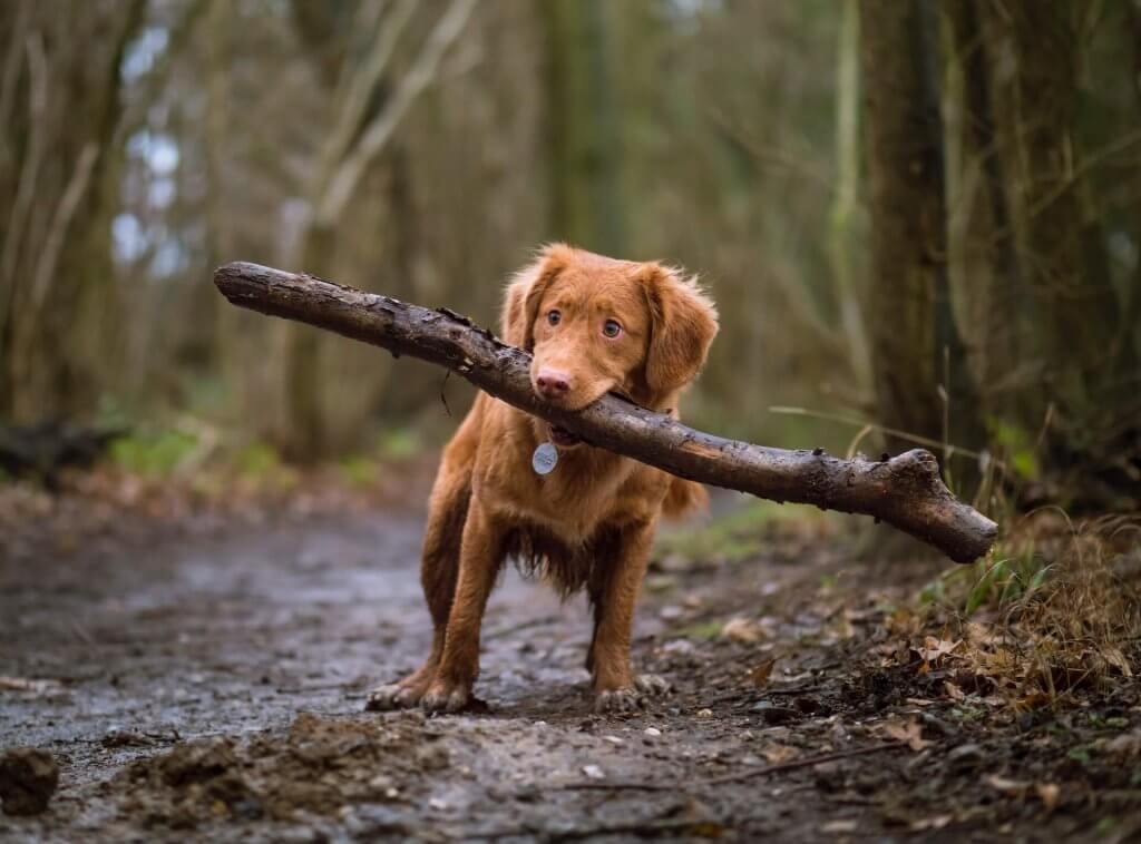 chiot brun avec une médaille au cou portant un énorme bâton sur un sentier forestier