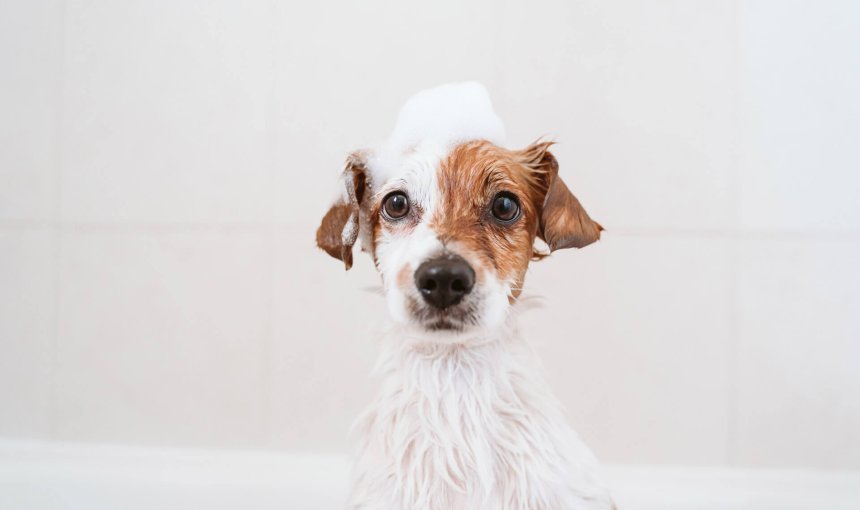 petit chien blanc et brun sortant du bain mouillé avec un chapeau de mousse