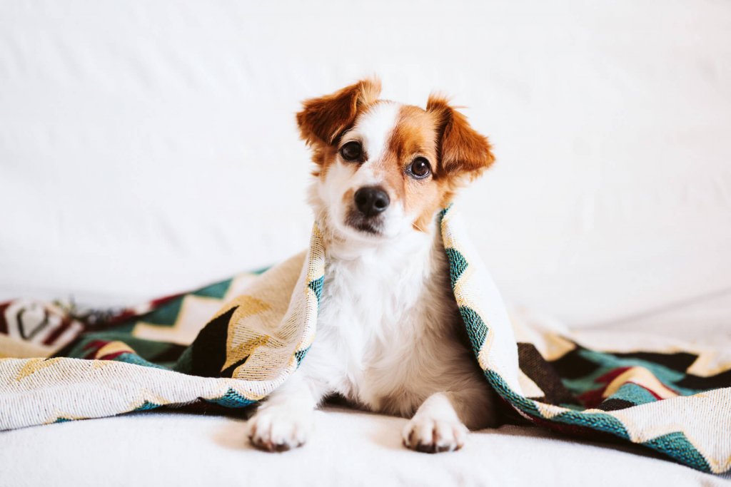 petit chien blanc et brun couché sous une couverture, les pattes étendues