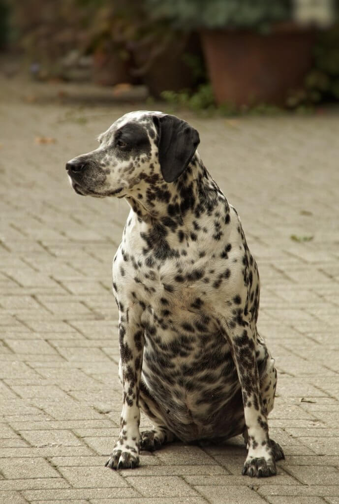 Dalmata in sovrappeso seduto a terra