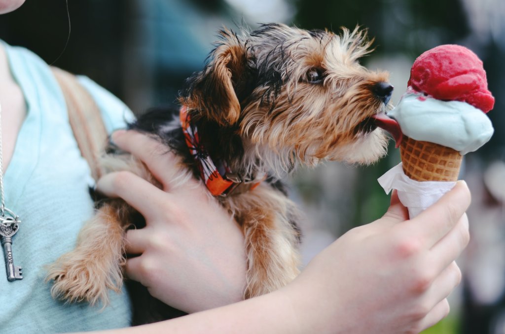 Hund som slickar på en glasstrut i handen på hundens ägare