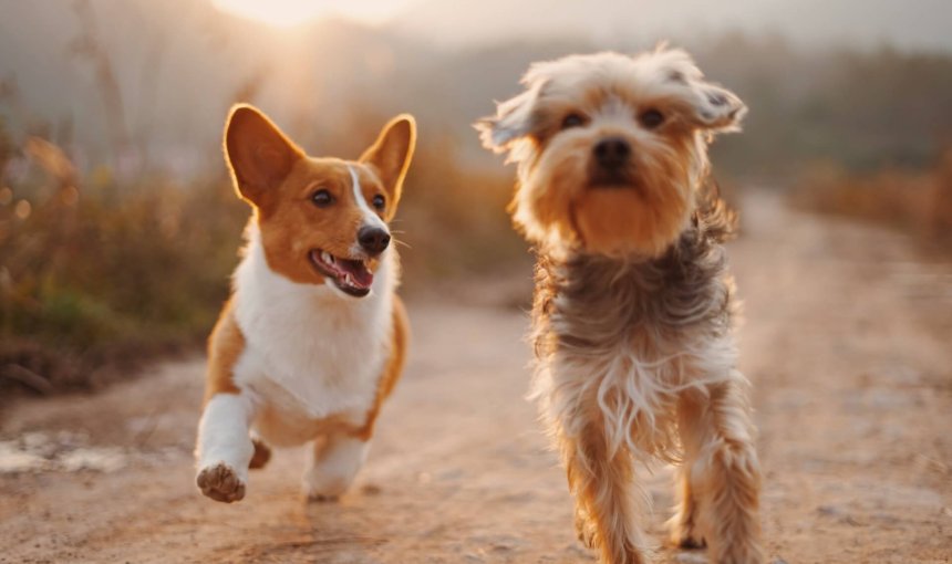 Dos perros corriendo