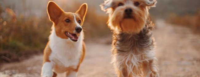 deux chiens courant sur un chemin au coucher du soleil