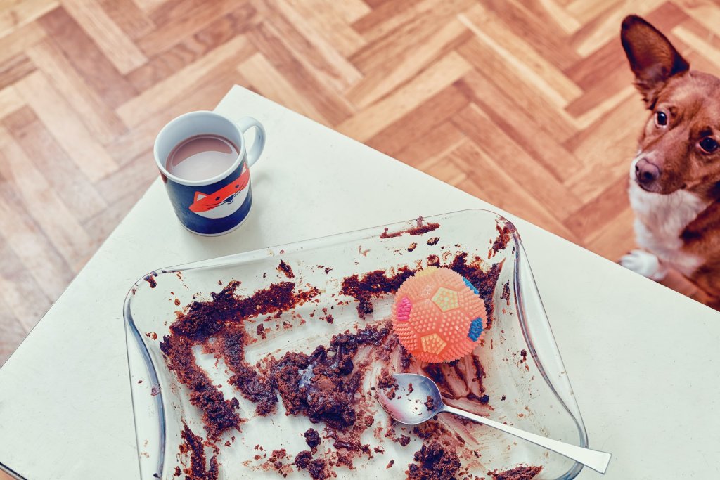 Hund som sitter på golvet och tittar på en tom ugnsform med chokladrester