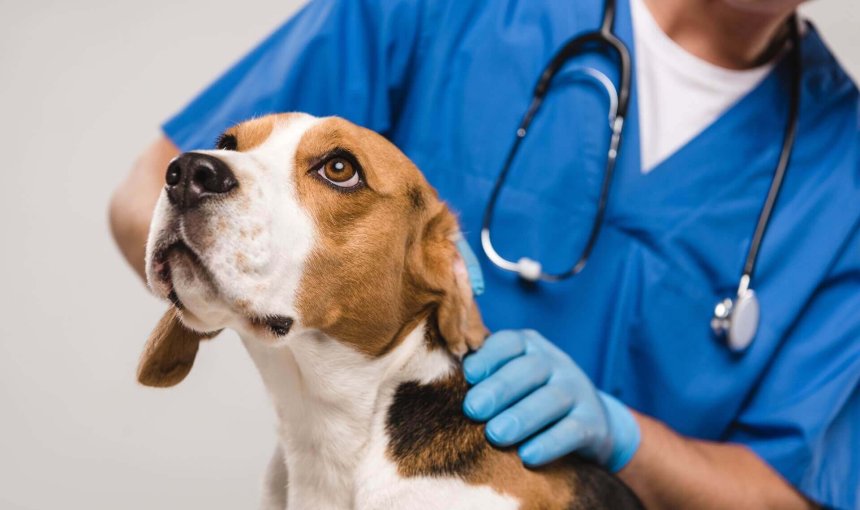 perro blanco y marrón en el veterinario