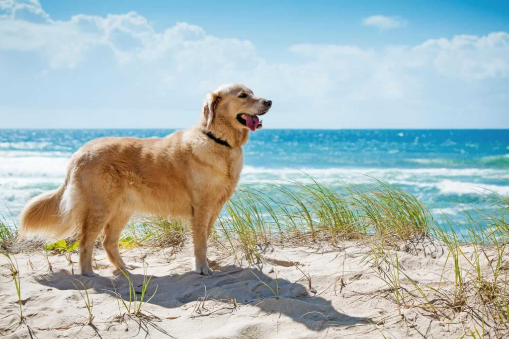 un Golden Retriever in spiaggia