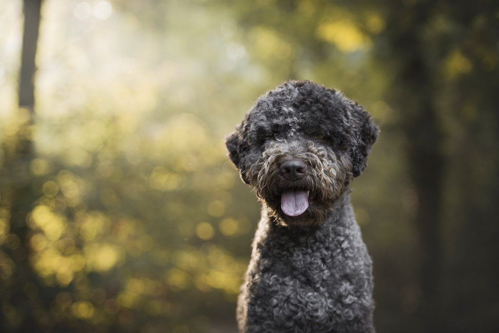 un lagotto romagnolo in un bosco