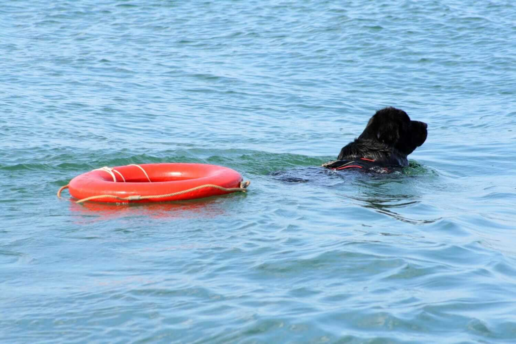 un terranova nuota nell'acqua portando con sé una ciambella salvagente