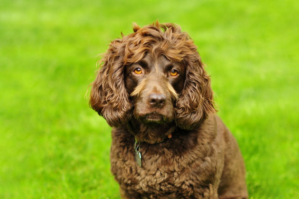 un Boykin Spaniel marrone in un prato