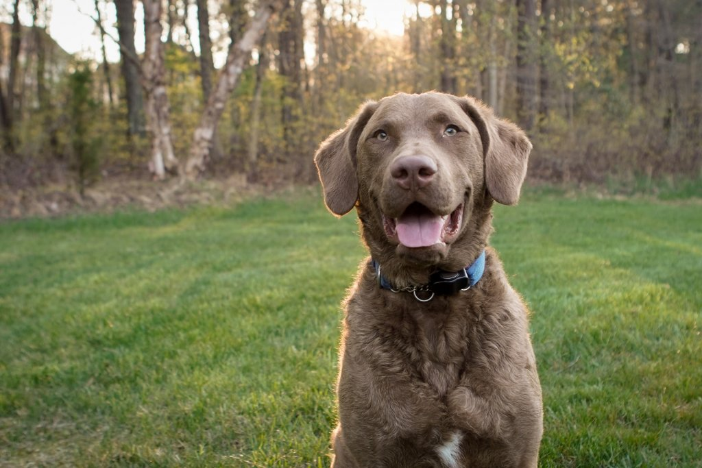 un Chesapeake Bay Retriever marrone e bianco seduto in un prato