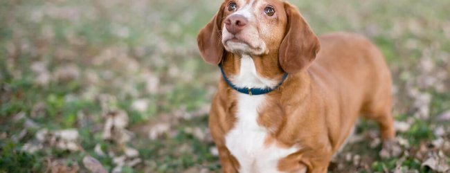 Cane in sovrappeso sdraiato a terra