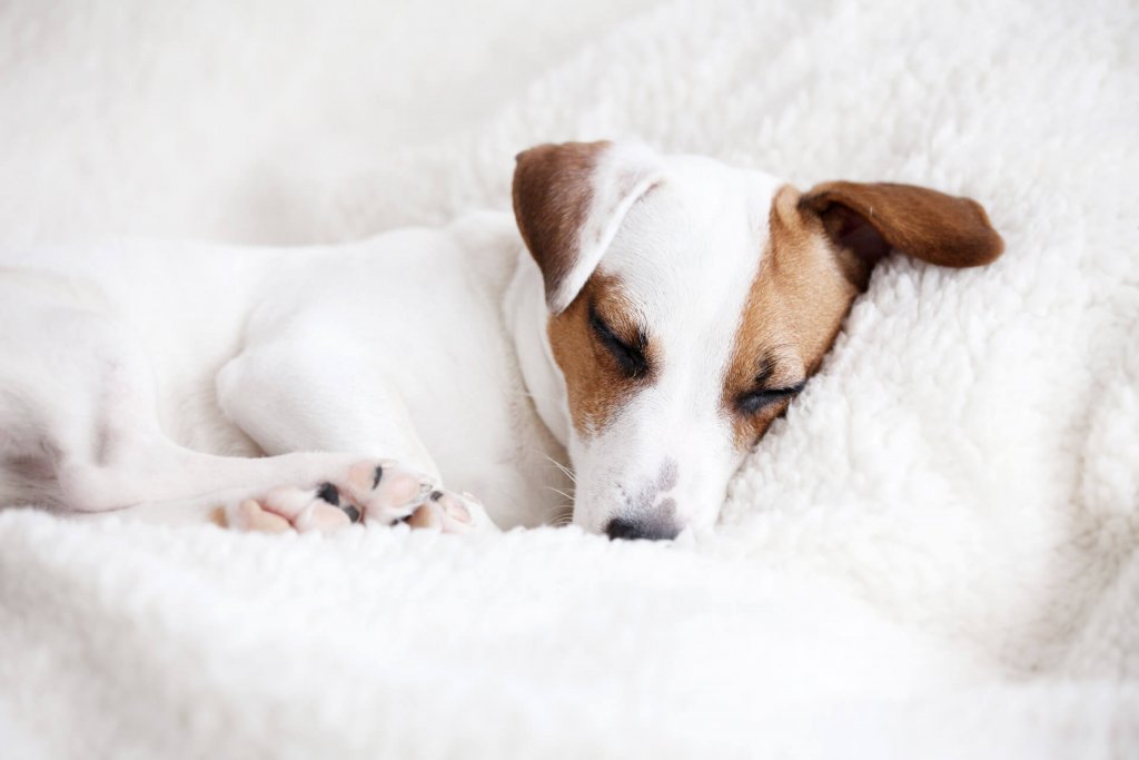 chiot blanc et brun dormant sur une couverture blanche