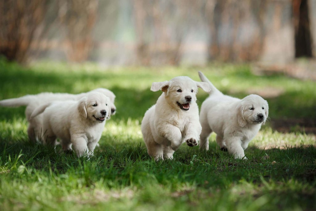 quatre chiots blancs gambadant au soleil dans un jardin