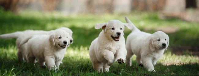 quatre chiots blancs gambadant au soleil dans un jardin