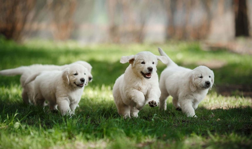 quatre chiots blancs gambadant au soleil dans un jardin