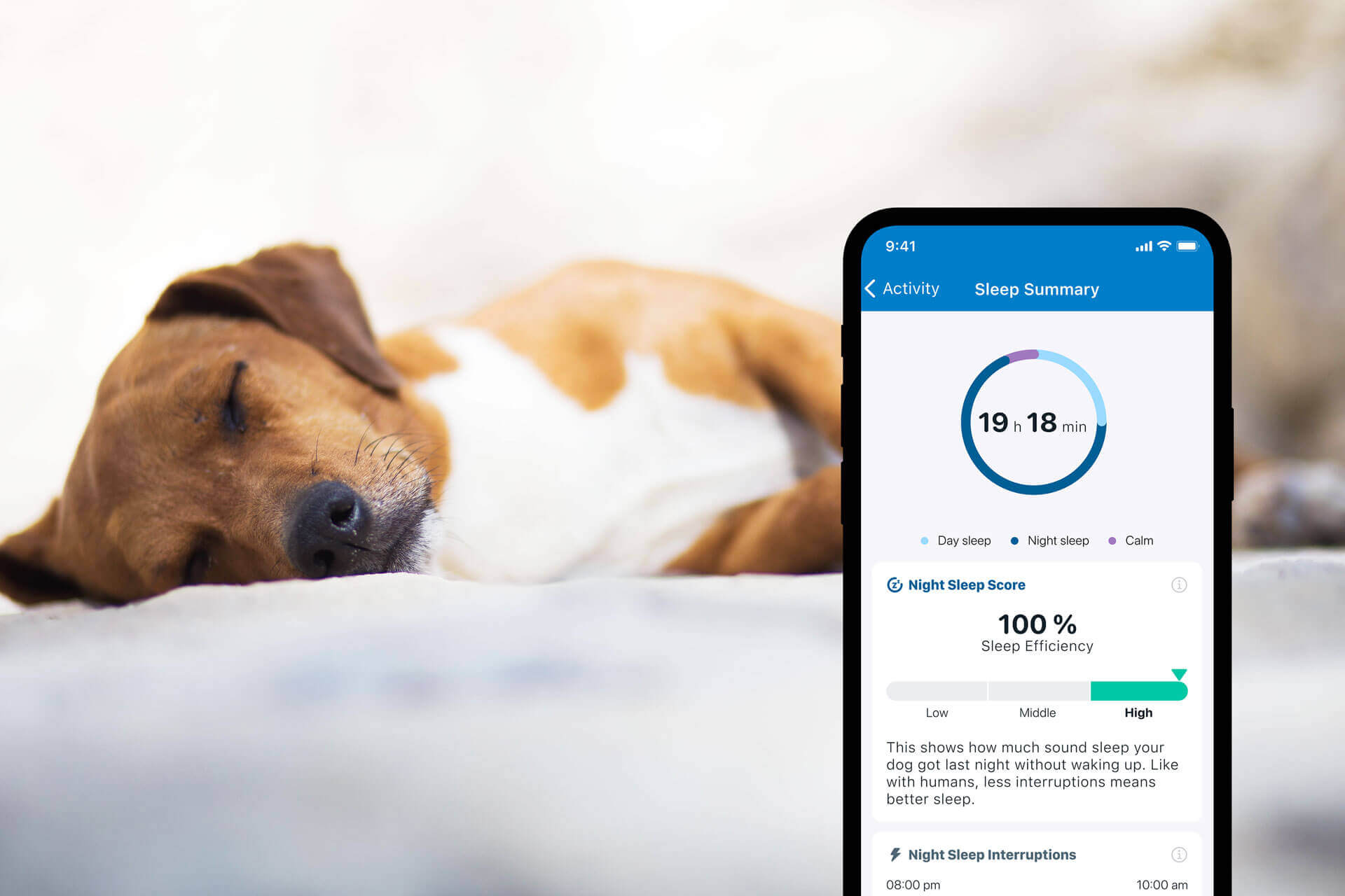 dog sleeping in the background smartphone with tractive gps app sleep monitoring in the foreground