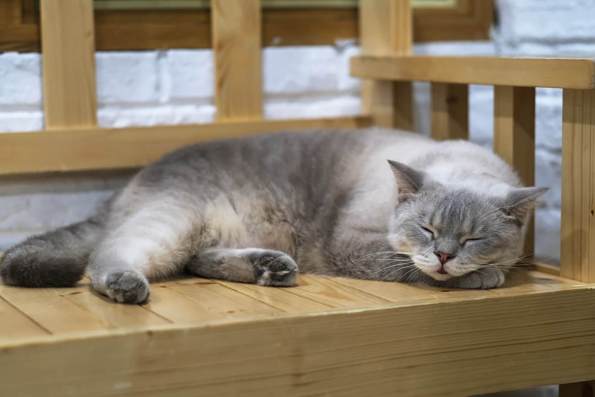 Graue Katze schläft auf einer Holzbank