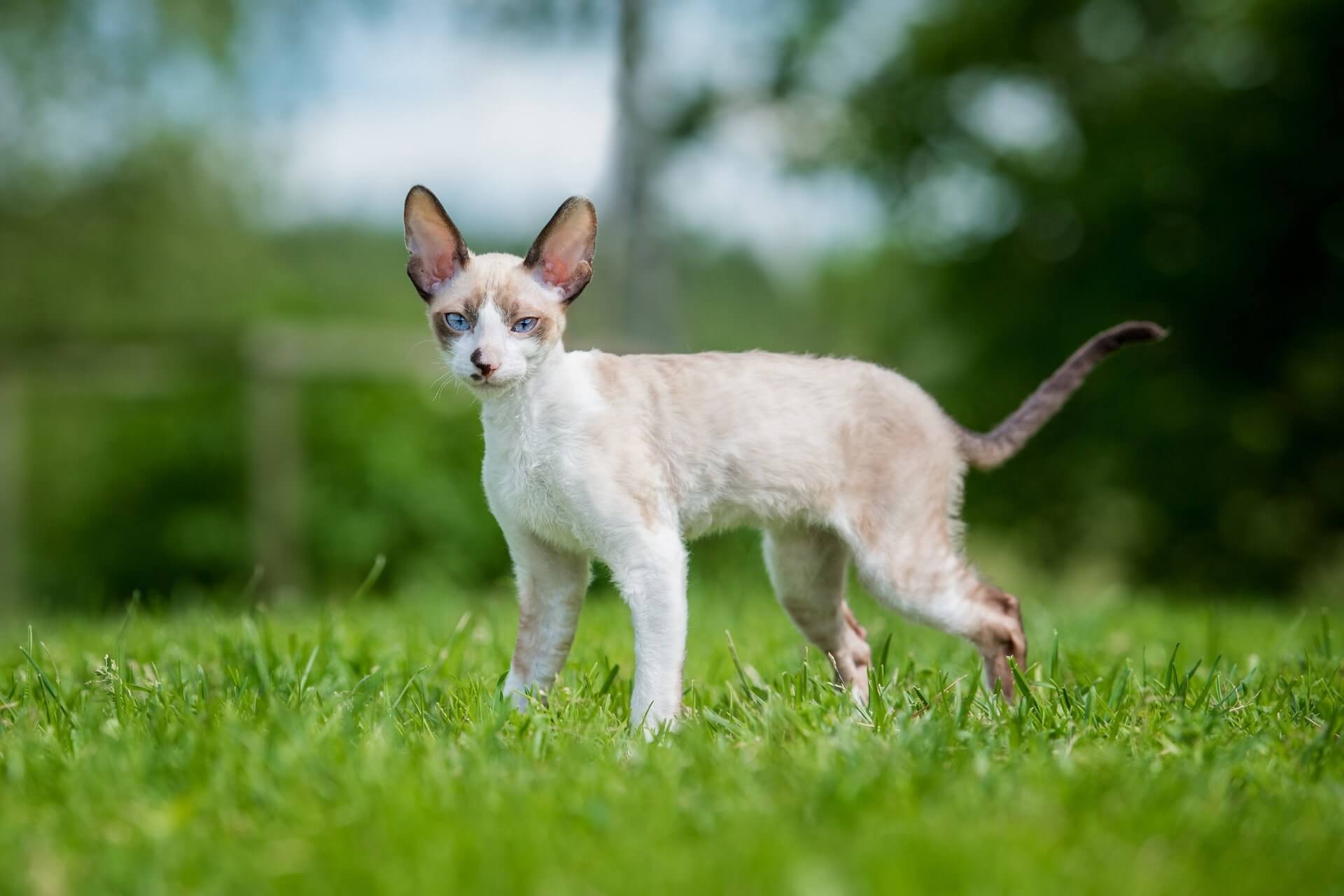 Cornish Rex Katze stehend im Gras