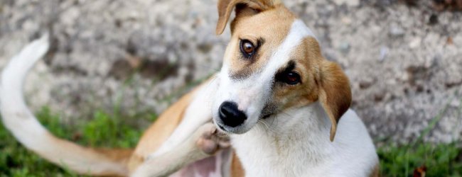 un cane bianco e marrone si gratta con una zampa