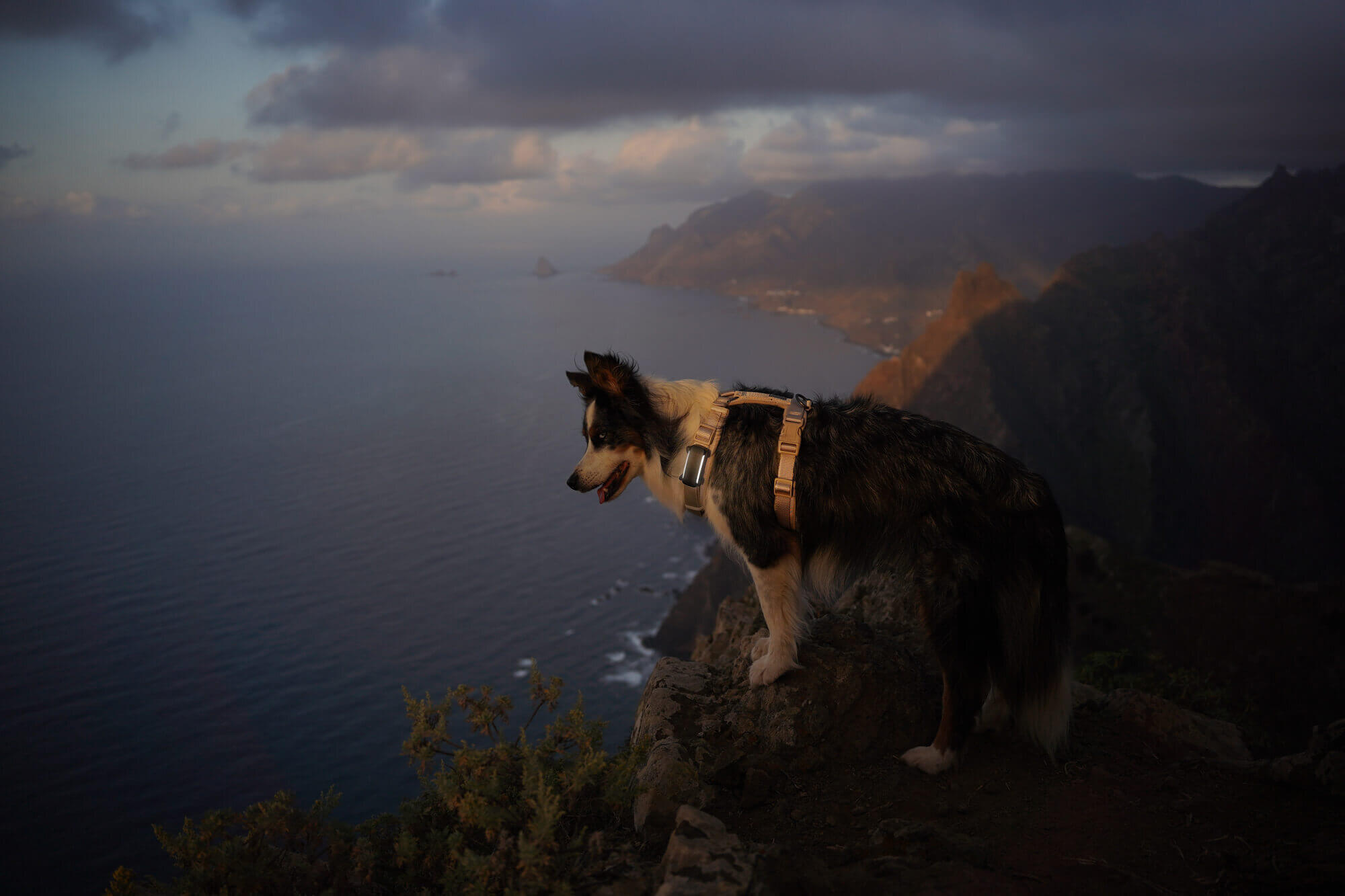 Schwarz-weißer Hund steht auf einer Klippe in der Dämmerung und trägt den Tractive Dog 6 Tracker