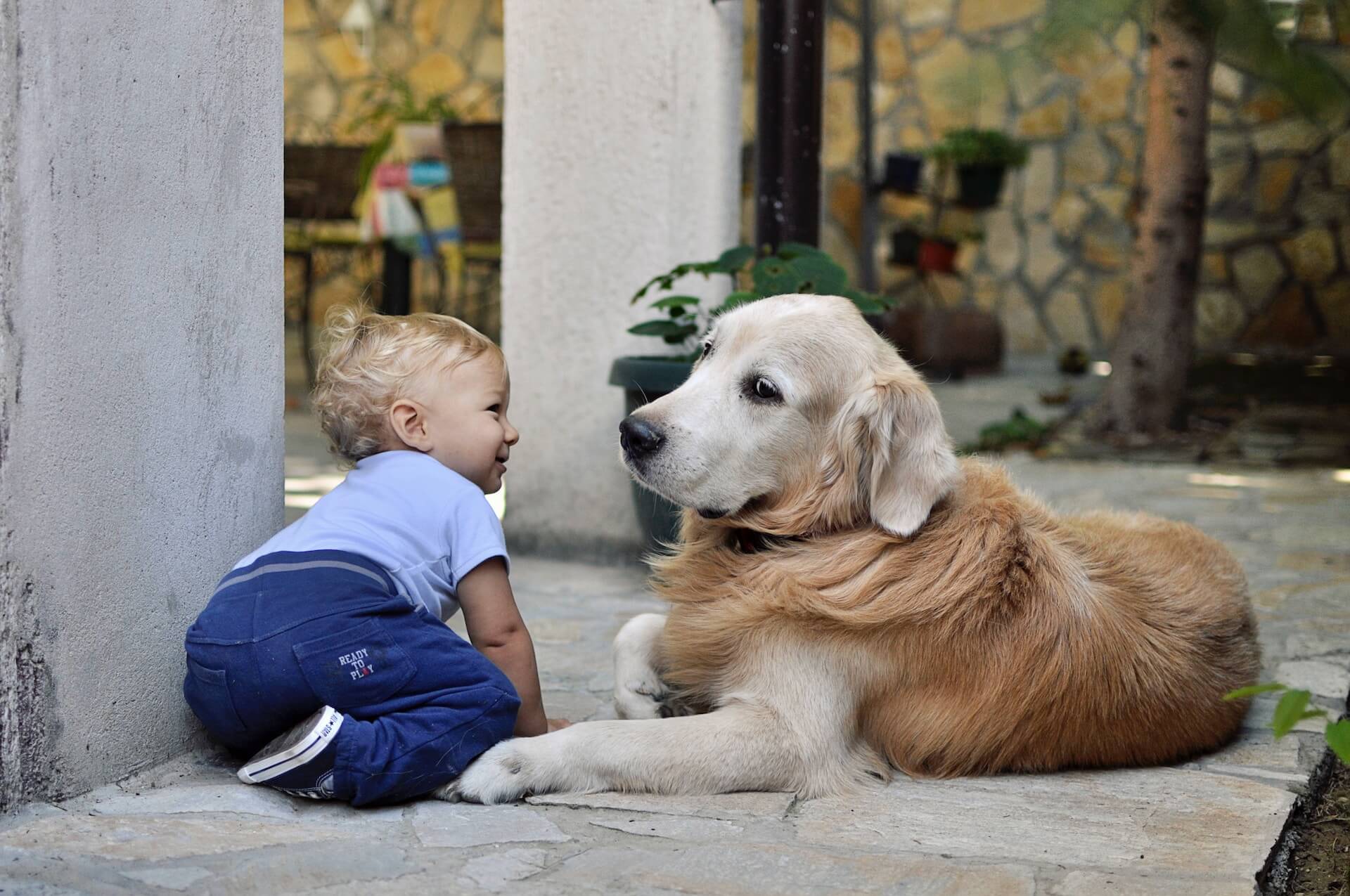 A golden retriever playing with a baby