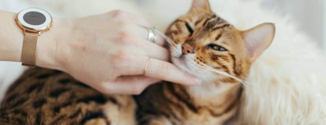 Bengalkatze liegt auf dem Bett und wird von der Hand einer Frau gestreichelt