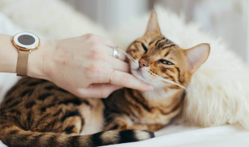 Bengalkatze liegt auf dem Bett und wird von der Hand einer Frau gestreichelt