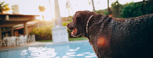 Svart hund som står vid pool